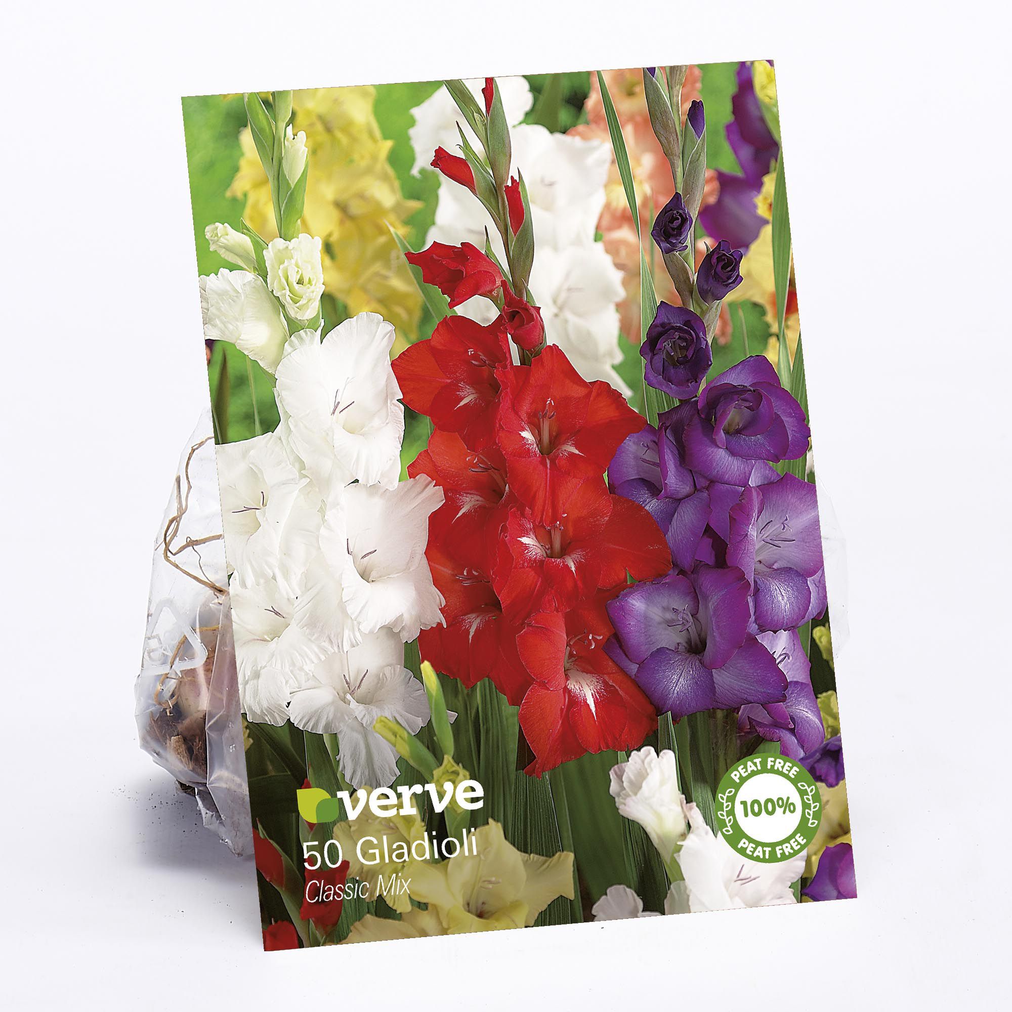 Gladioli Classic Mixed Flower bulb, Pack of 50 DIY at B&Q