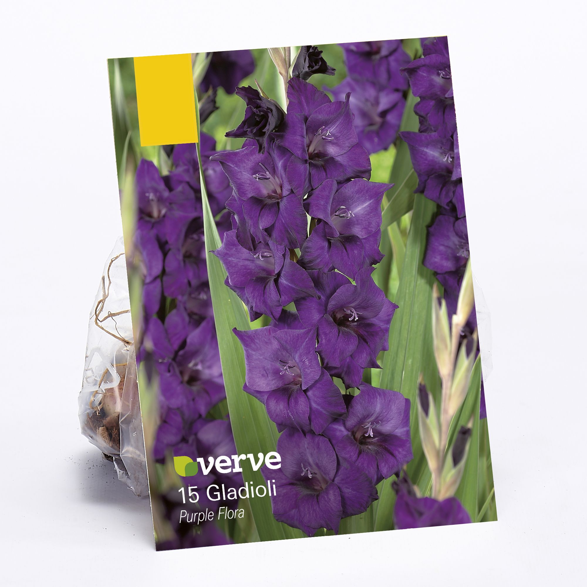 Gladioli Purple Flora Flower bulb, Pack of 15 DIY at B&Q