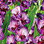 Gladiolus Alfalfa Purple bicolour Flower bulb Pack of 15