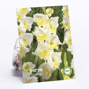 Gladiolus Break of Dawn Flower bulb, Pack of 15