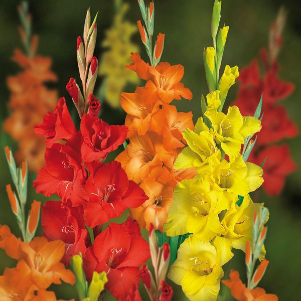 Gladiolus bulbs DIY at B&Q