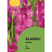 Gladiolus Fidelio Pink Flower bulb Pack of 5