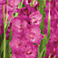 Gladiolus Fidelio Pink Flower bulb Pack of 5