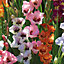 Gladiolus Glamorous Mixed Flower bulb, Pack of 50