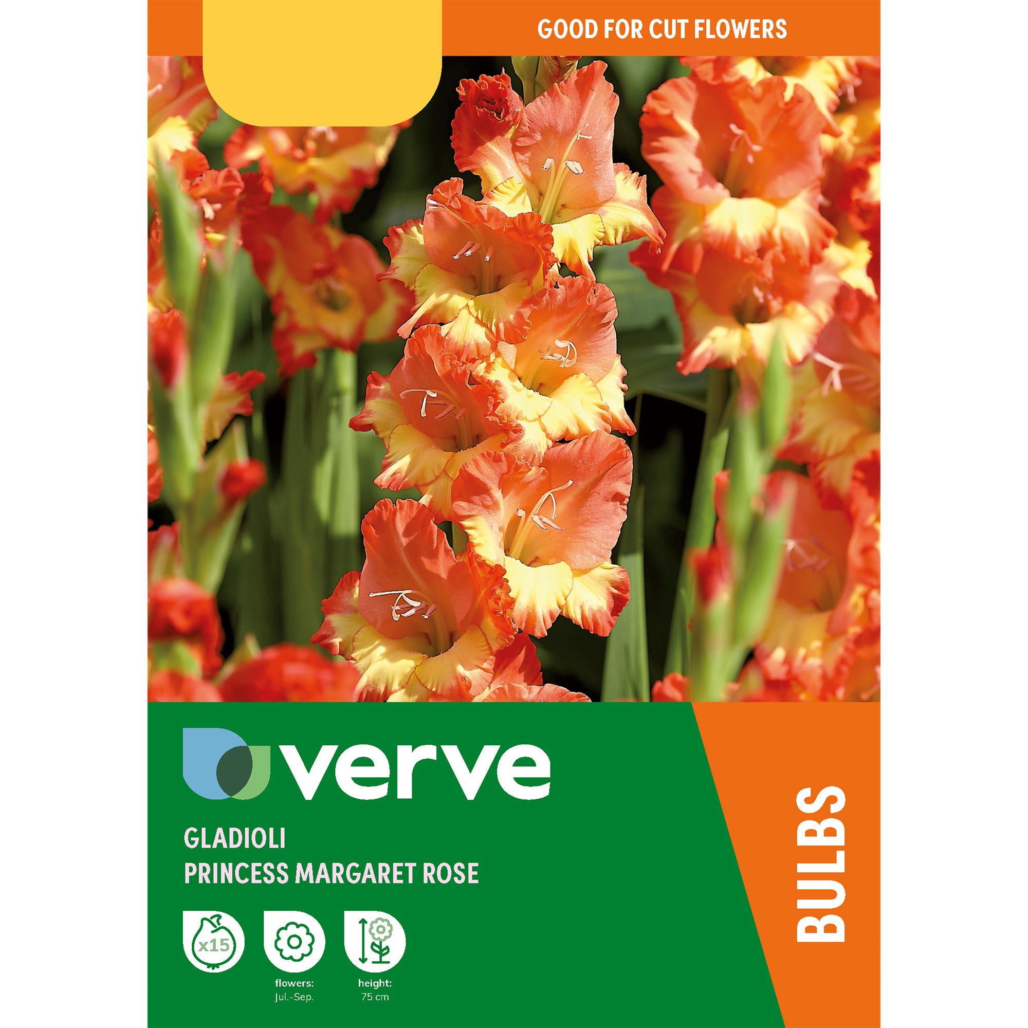 Gladiolus