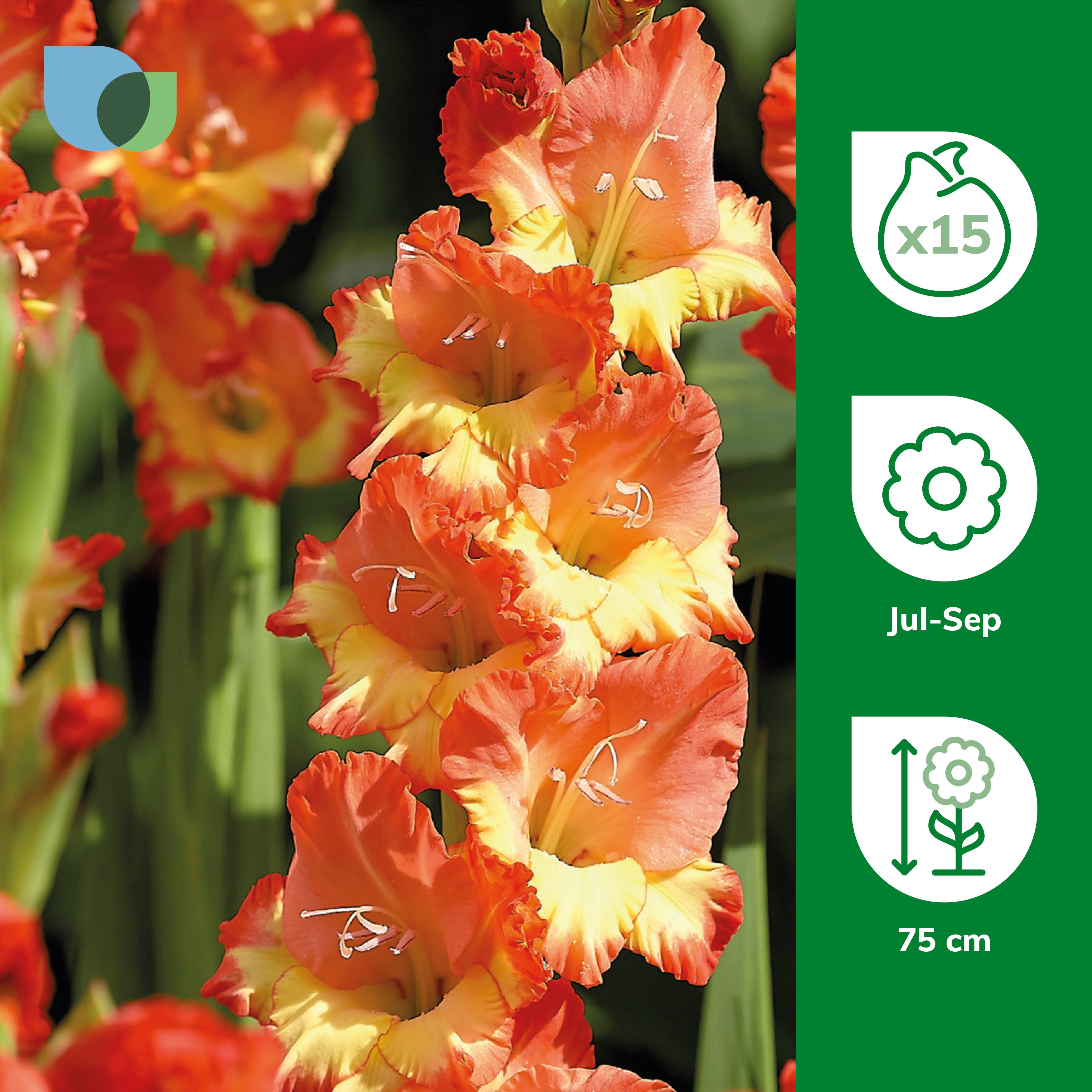 Gladiolus Princess Margaret Rose 15 Flower bulbs