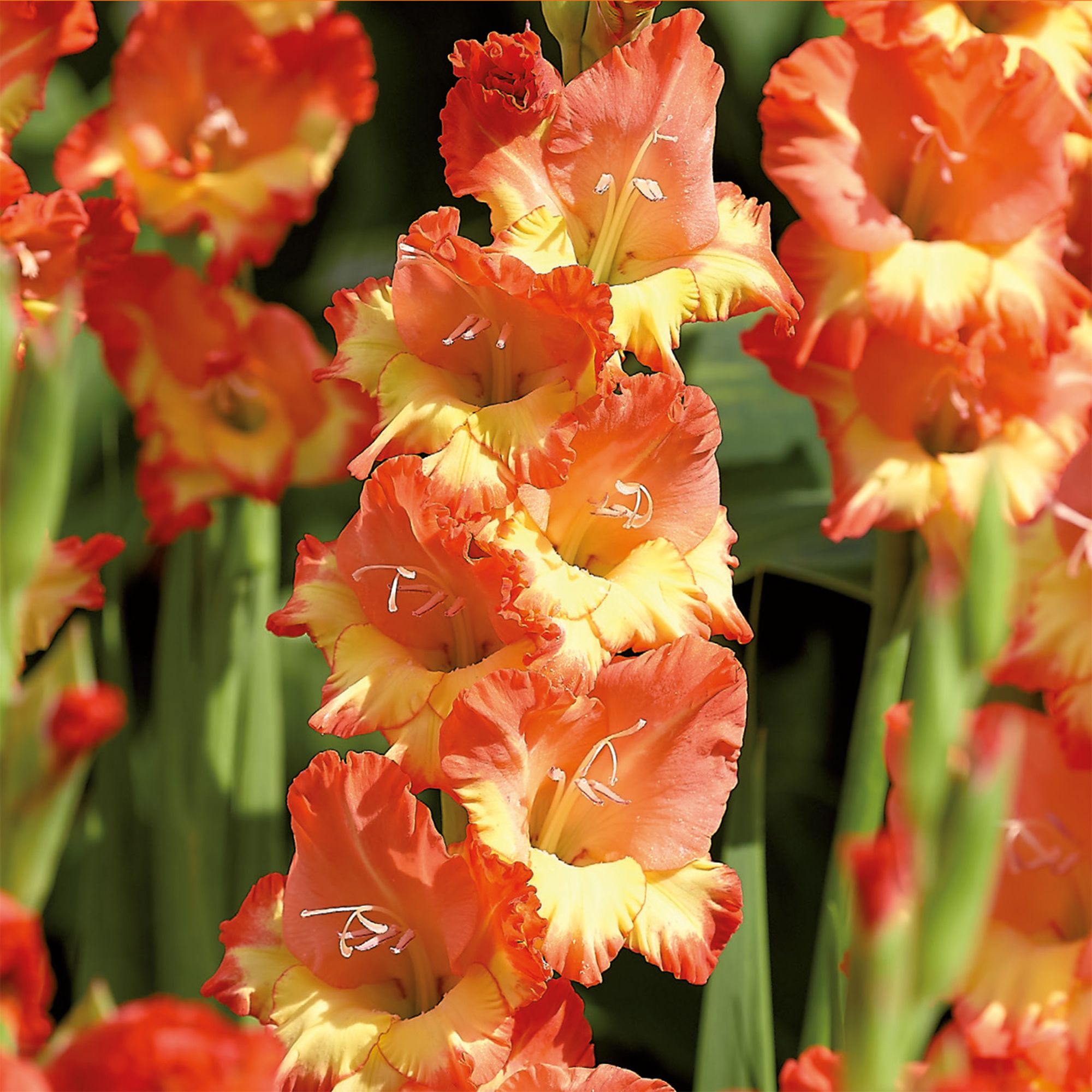 Gladiolus Princess Margaret Rose 15 Flower bulbs