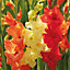 Gladiolus Sunset Mixed Flower bulb, Pack of 50