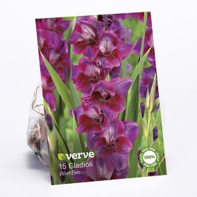 Gladiolus Velvet Eyes Flower bulb, Pack of 15