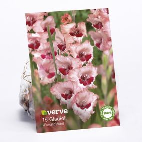 Gladiolus Wine & Roses Flower bulb, Pack of 15