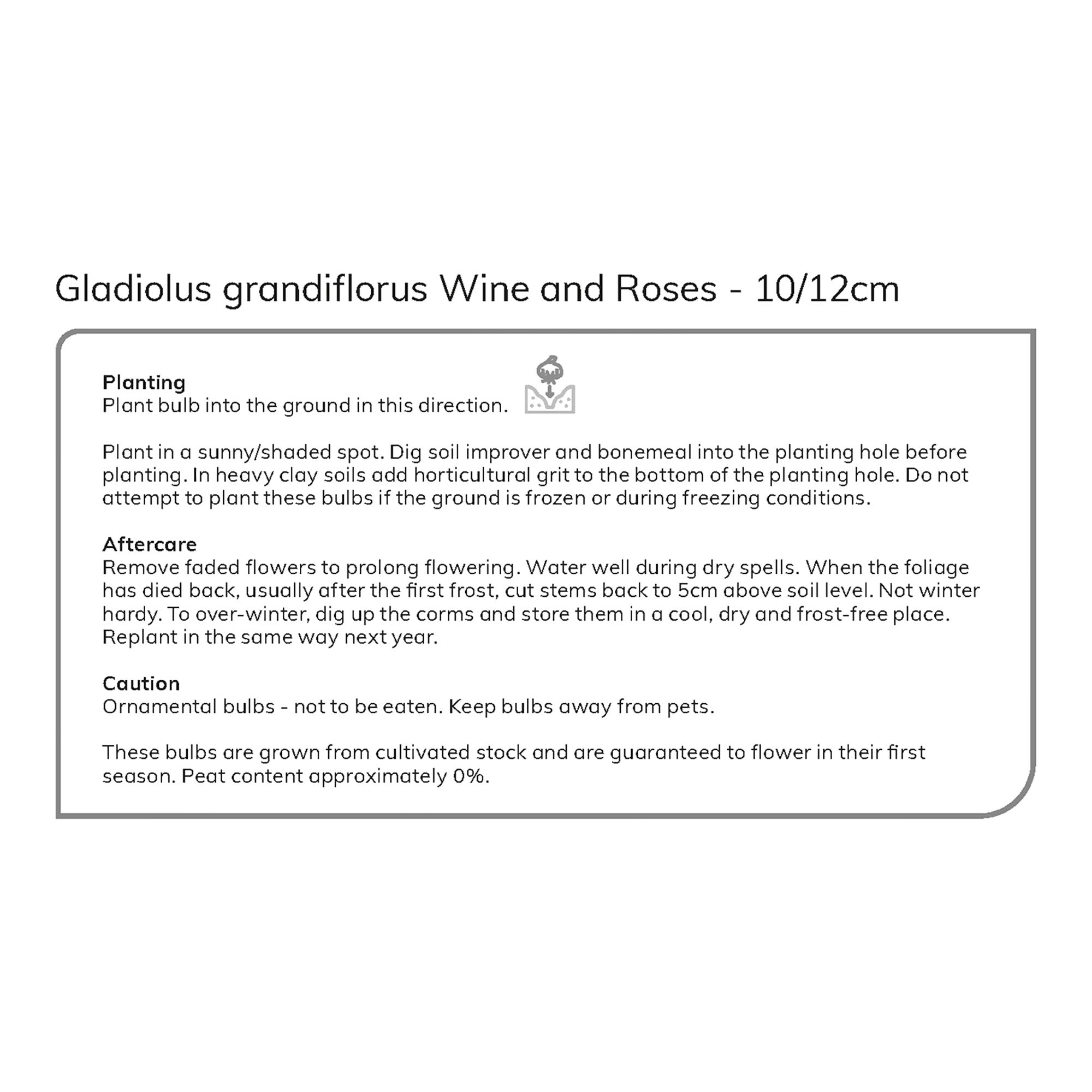 Gladiolus Wine & Roses Flower bulb, Pack of 15