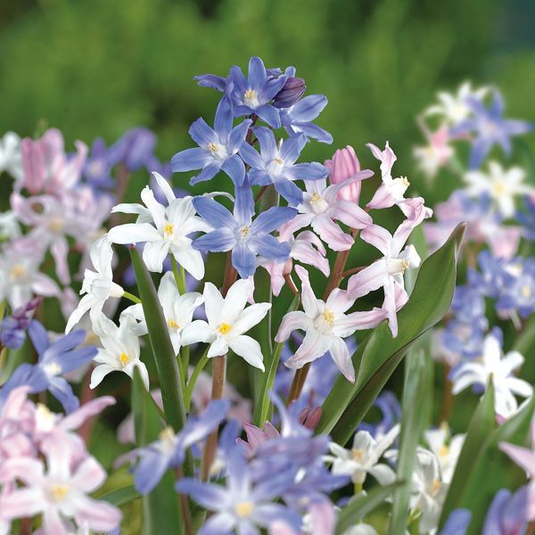 Glory of the Snow bulbs DIY at B&Q