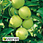 Golden Delicious Apple Core fruit tree
