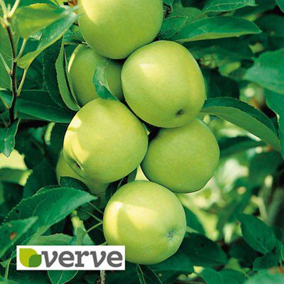 Golden Delicious Apple Core Fruit Tree Diy At B Q