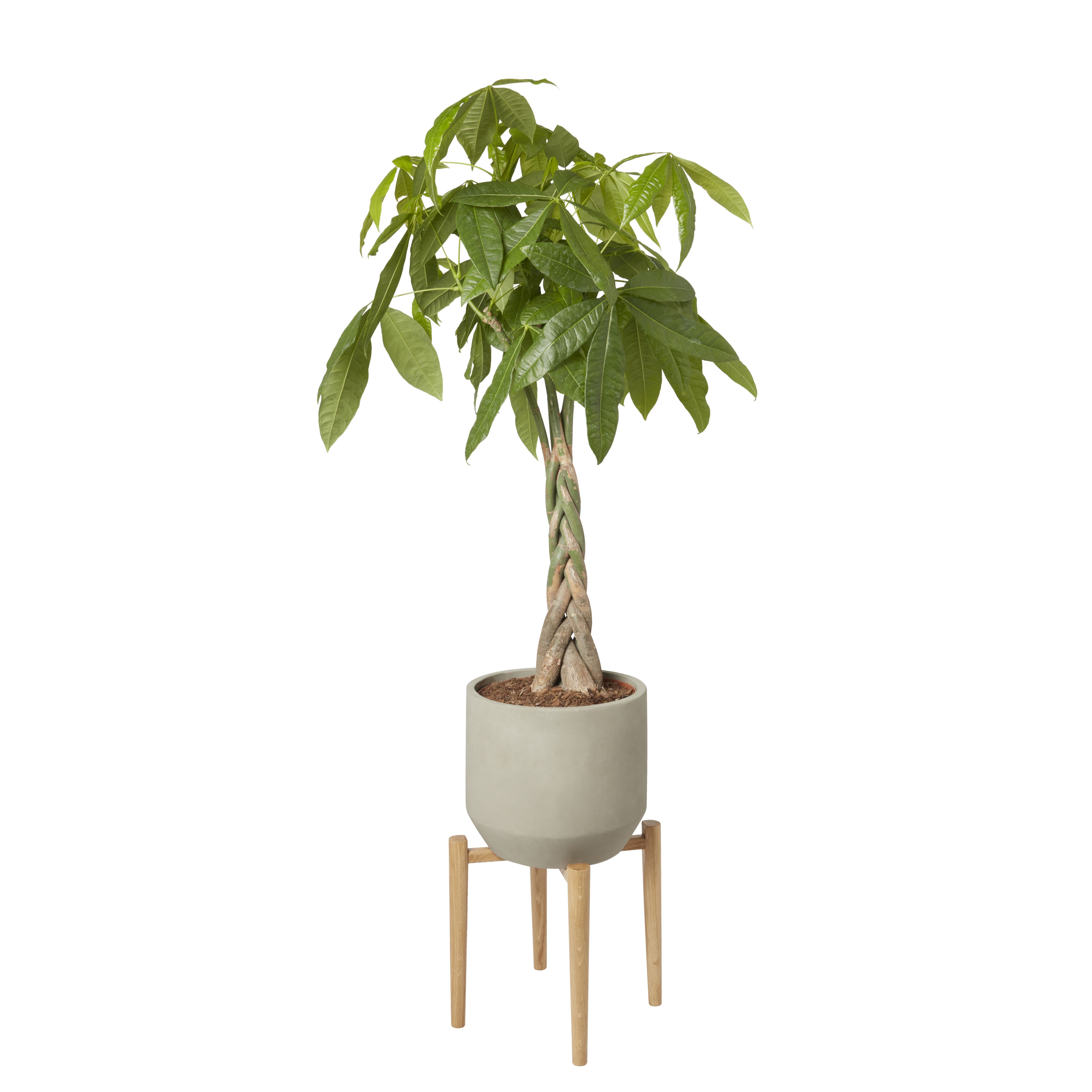 GoodHome 24cm Large Wood Pot stand