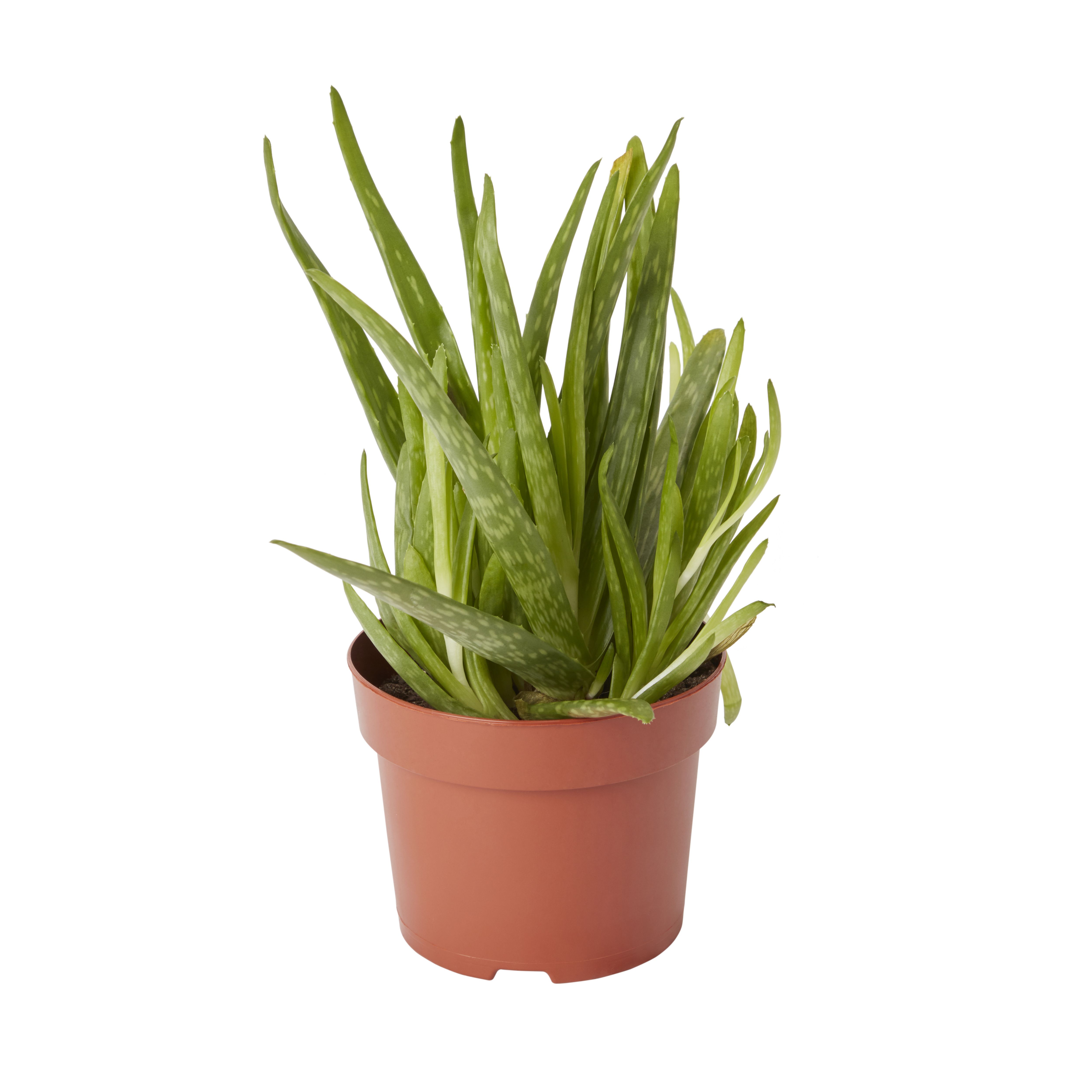 GoodHome Aloe vera Plastic Grow pot 12cm