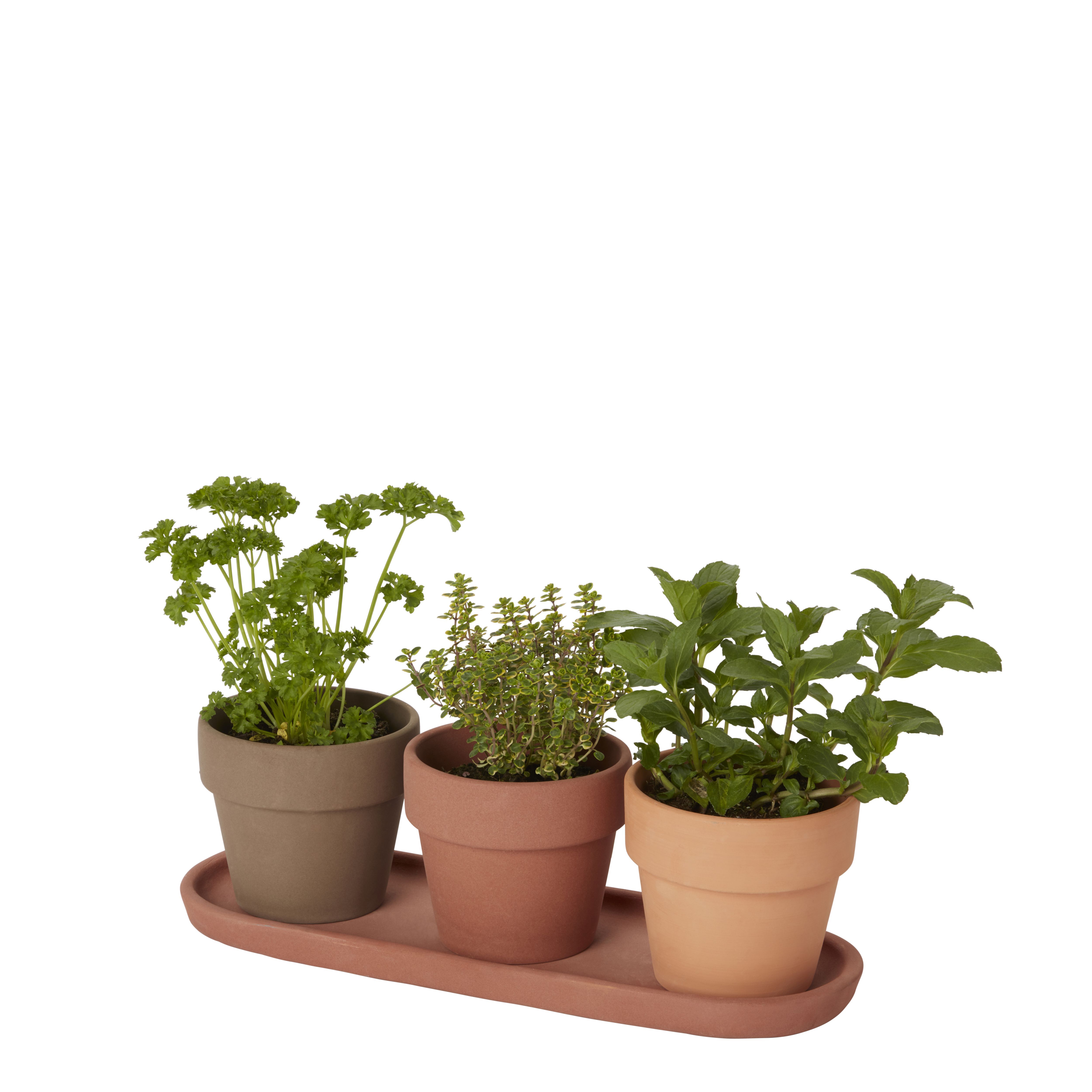 GoodHome Arara Terracotta Cement & terracotta Round Plant pot (Dia) 10.9cm, (H)11cm, 400ml