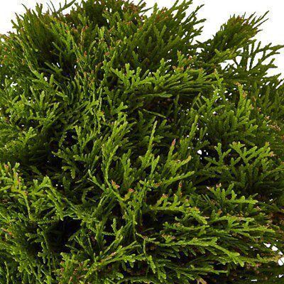 GoodHome Aurea nana Conifer Plant
