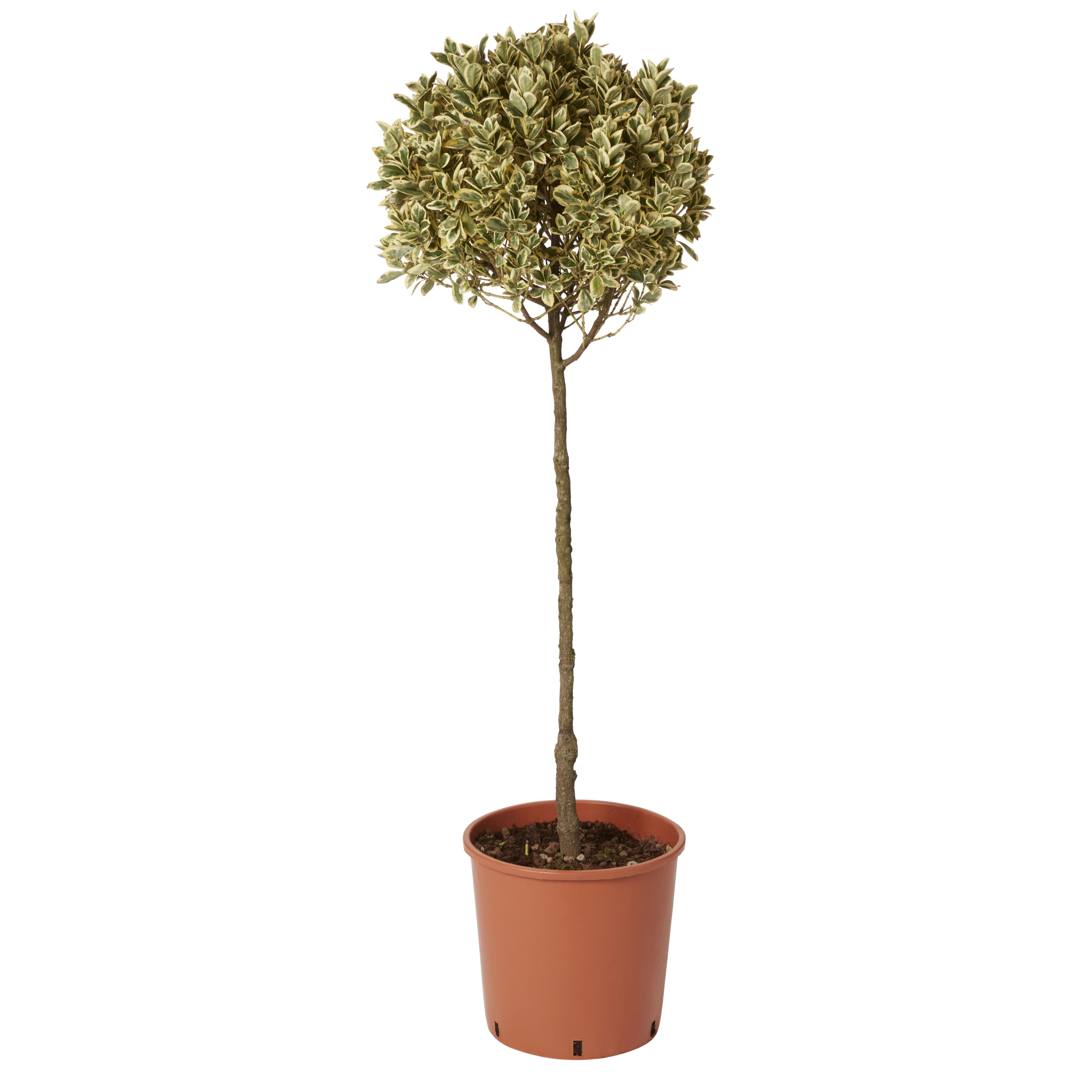GoodHome Bravo Shrub
