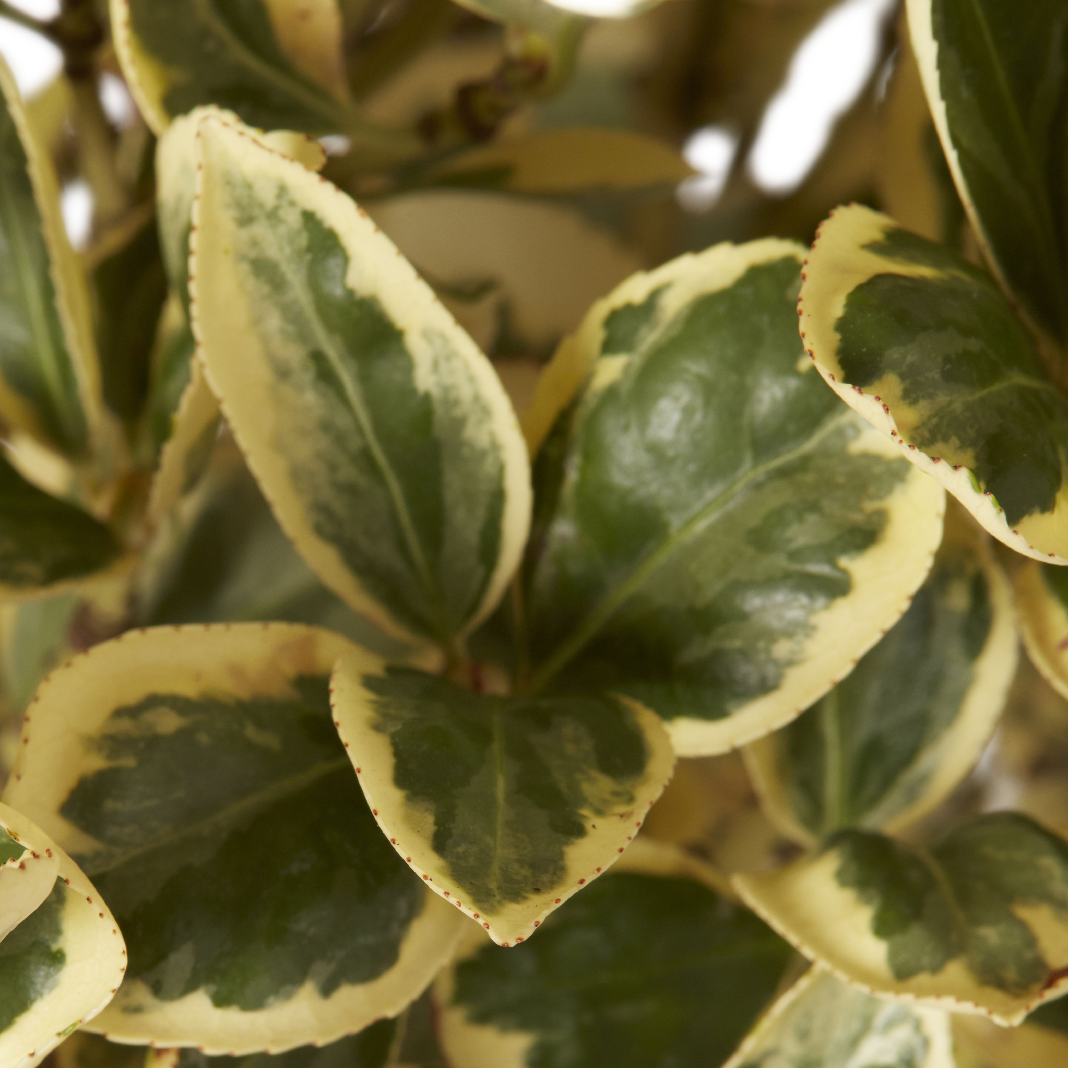 GoodHome Bravo Shrub