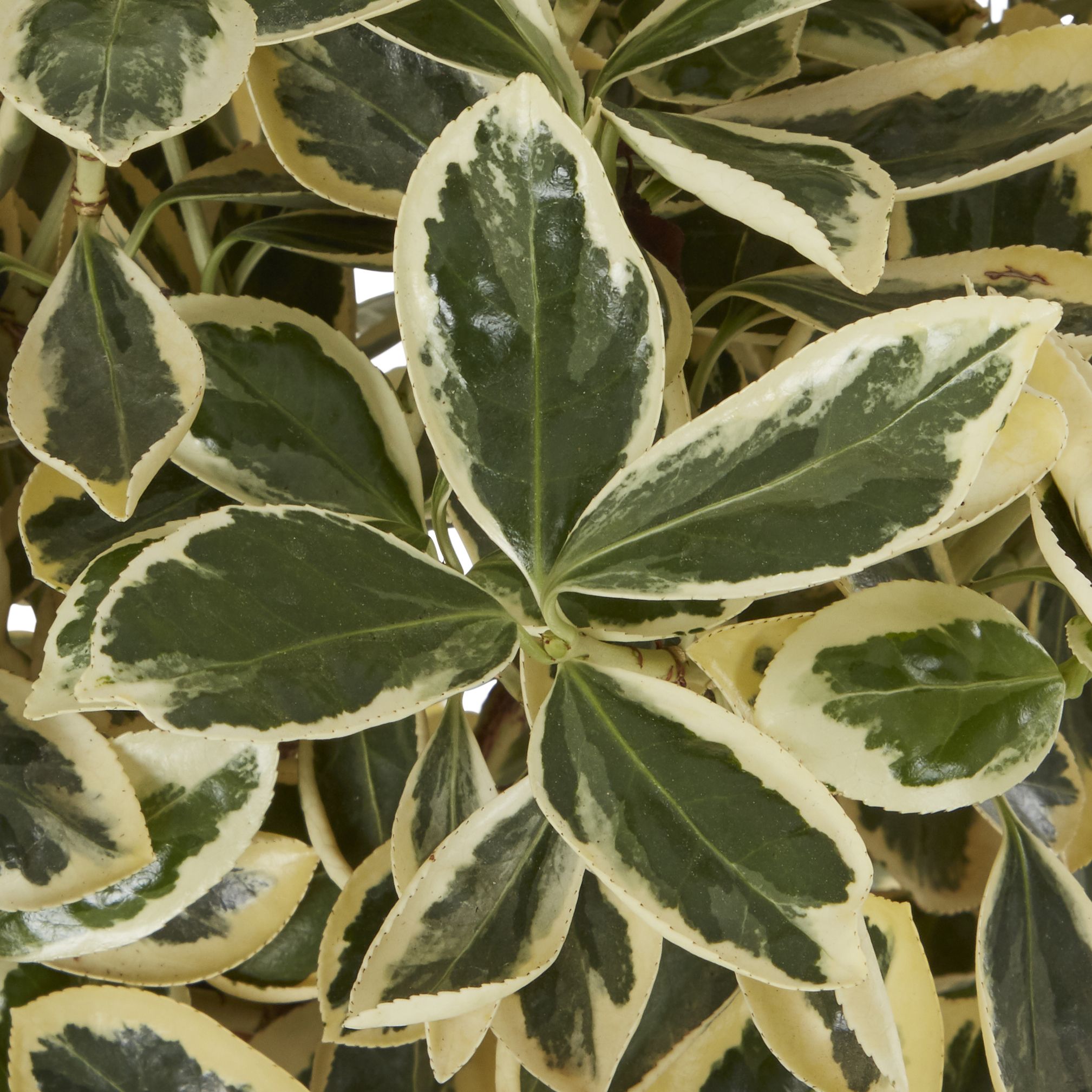 GoodHome Bravo Shrub