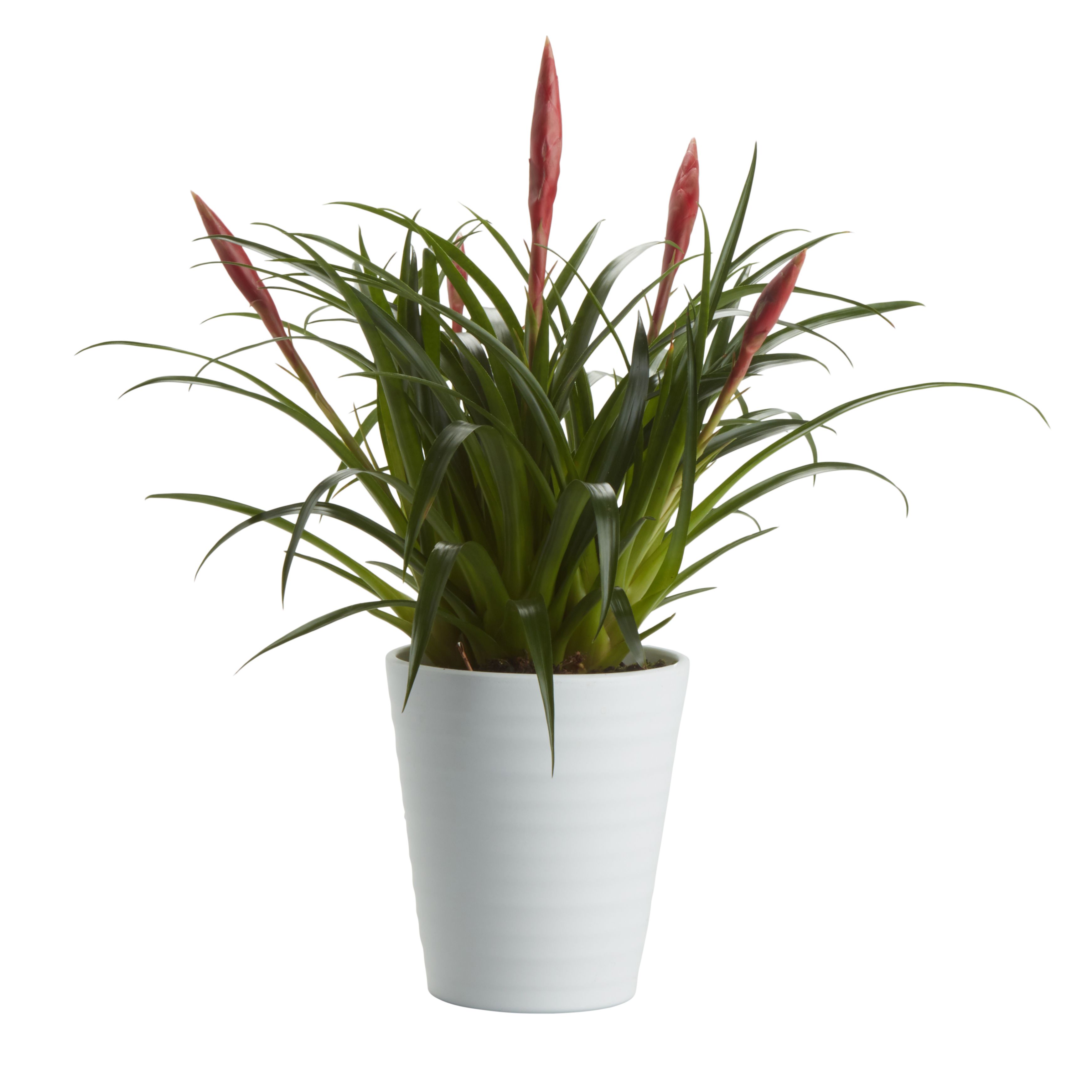 GoodHome Bromeliad Ceramic Decorative pot 12cm