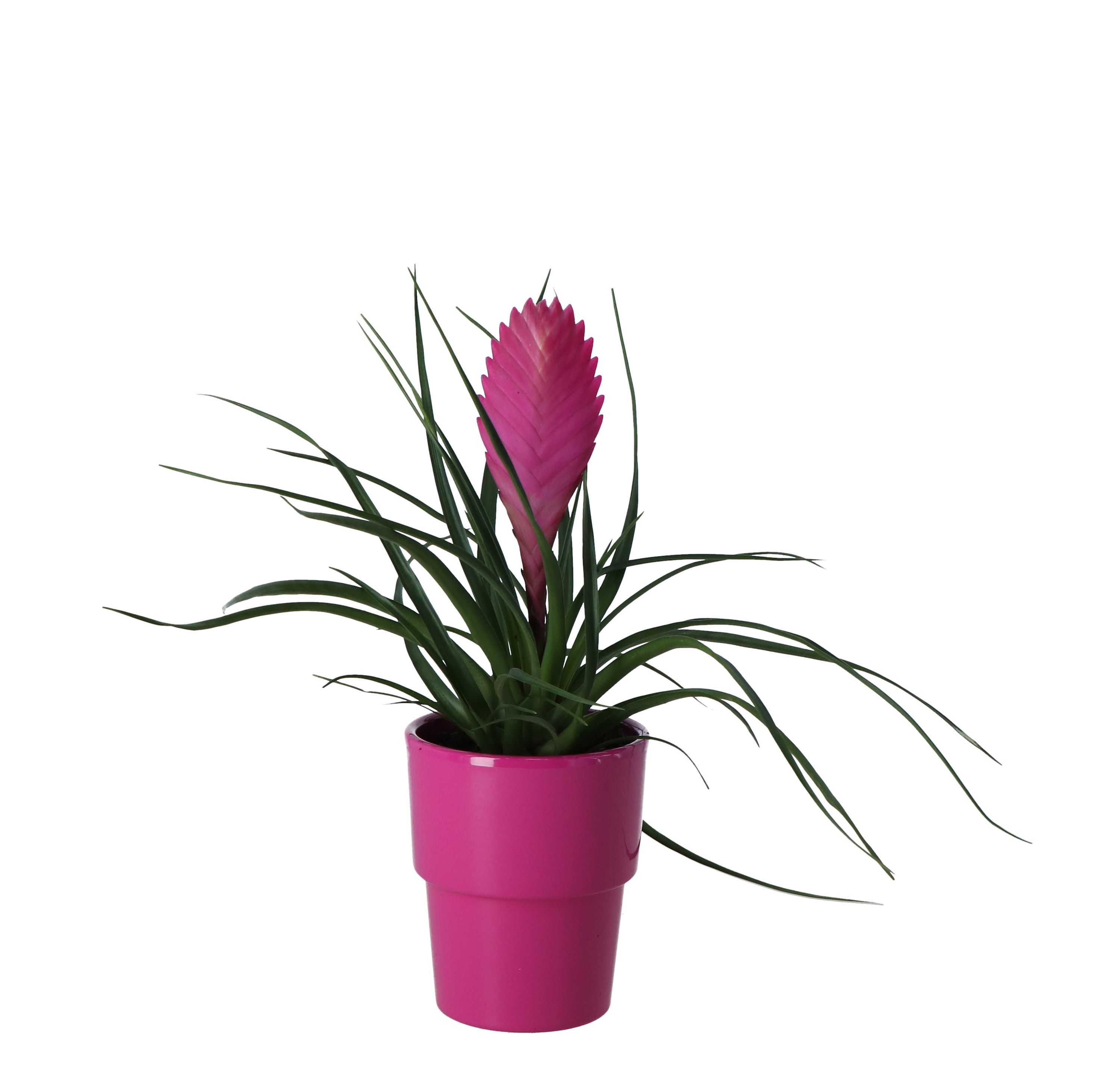 GoodHome Bromeliad in Ceramic Decorative pot 9cm