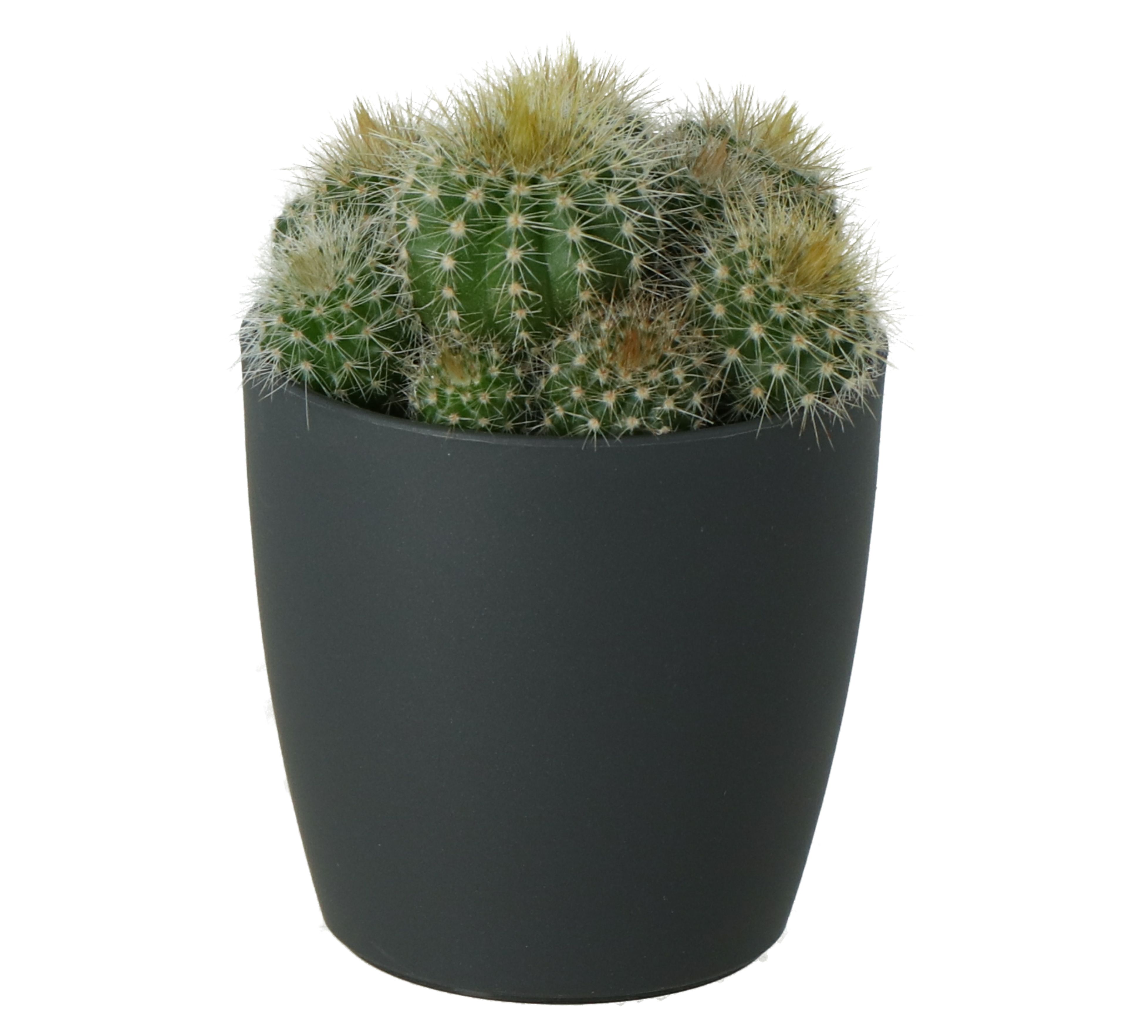 GoodHome Cactus Ceramic Decorative pot