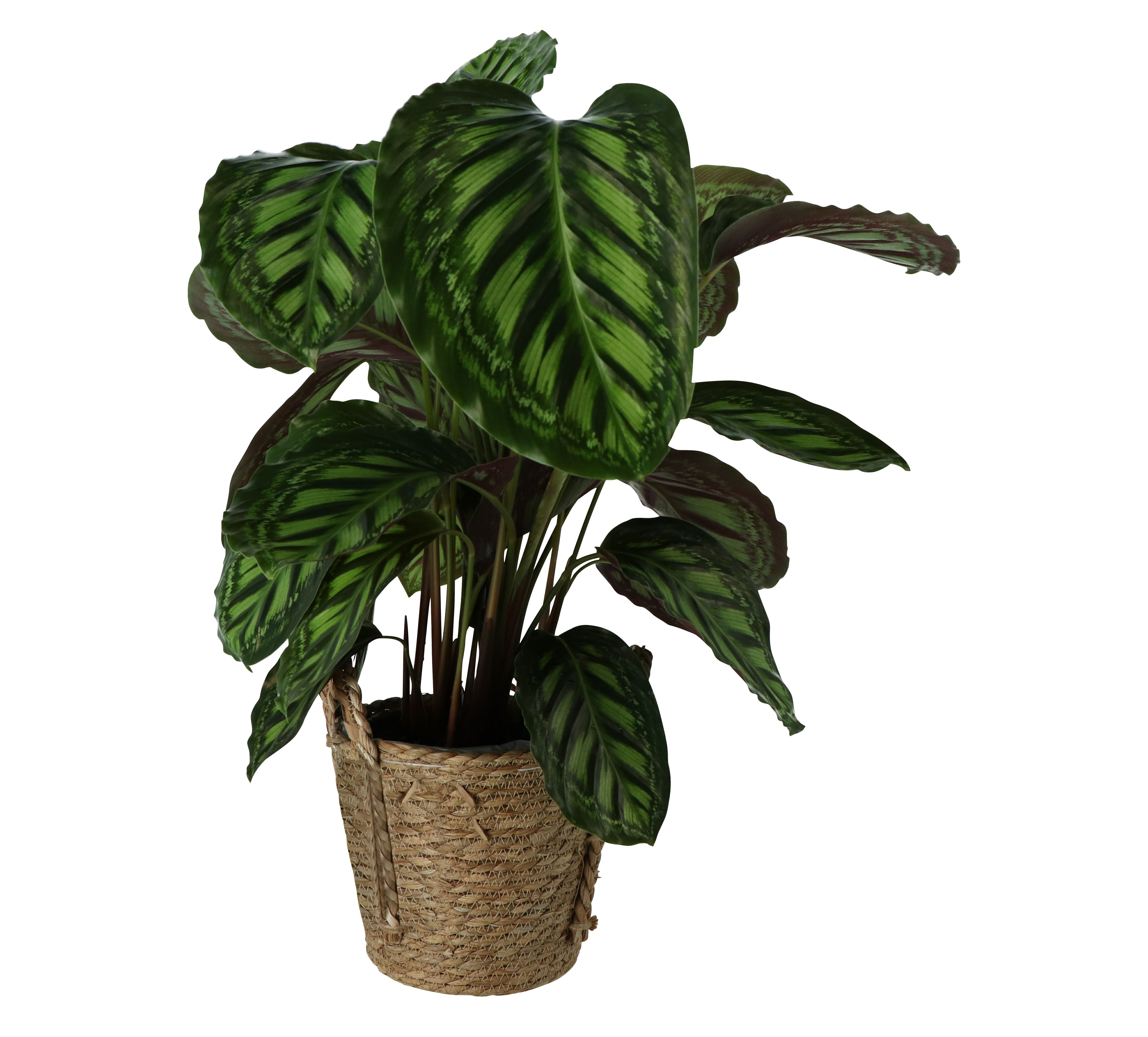 GoodHome Calathea flamestar in Plastic Decorative pot 19cm