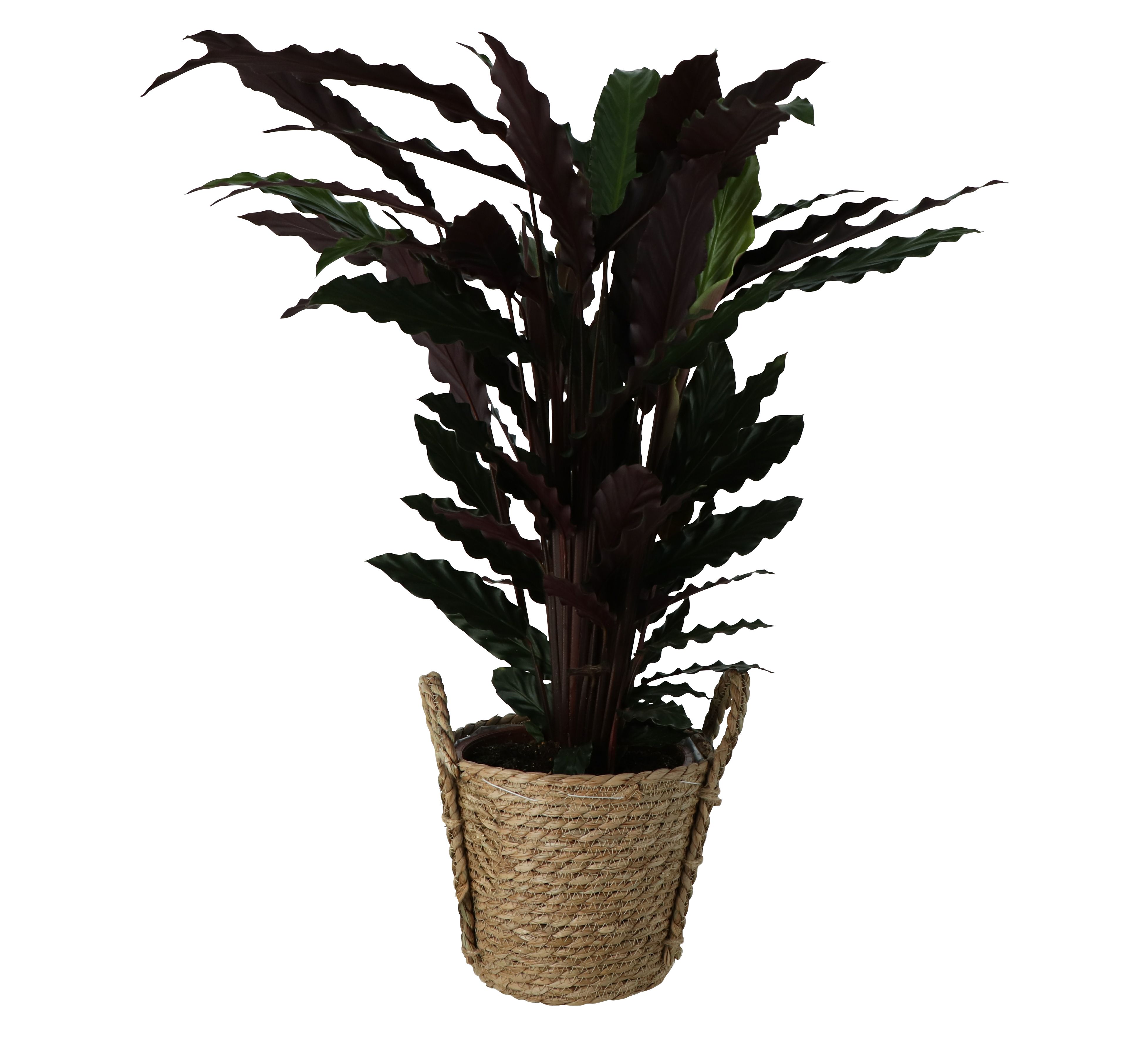 GoodHome Calathea wavestar in Plastic Decorative pot 19cm