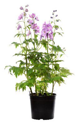 GoodHome Cameliard Perennial Plant