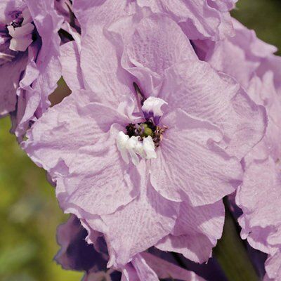 GoodHome Cameliard Perennial Plant