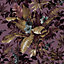 GoodHome Coleton Purple Floral Textured Wallpaper Sample