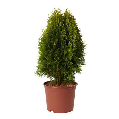 GoodHome Conifer Aurea nana