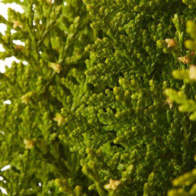 GoodHome Conifer Aurea nana