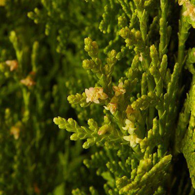 GoodHome Conifer Aurea nana