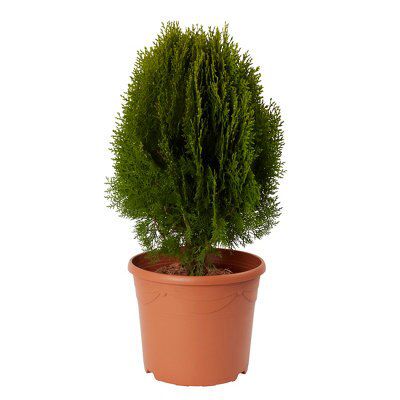 GoodHome Conifer Aurea nana | DIY at B&Q