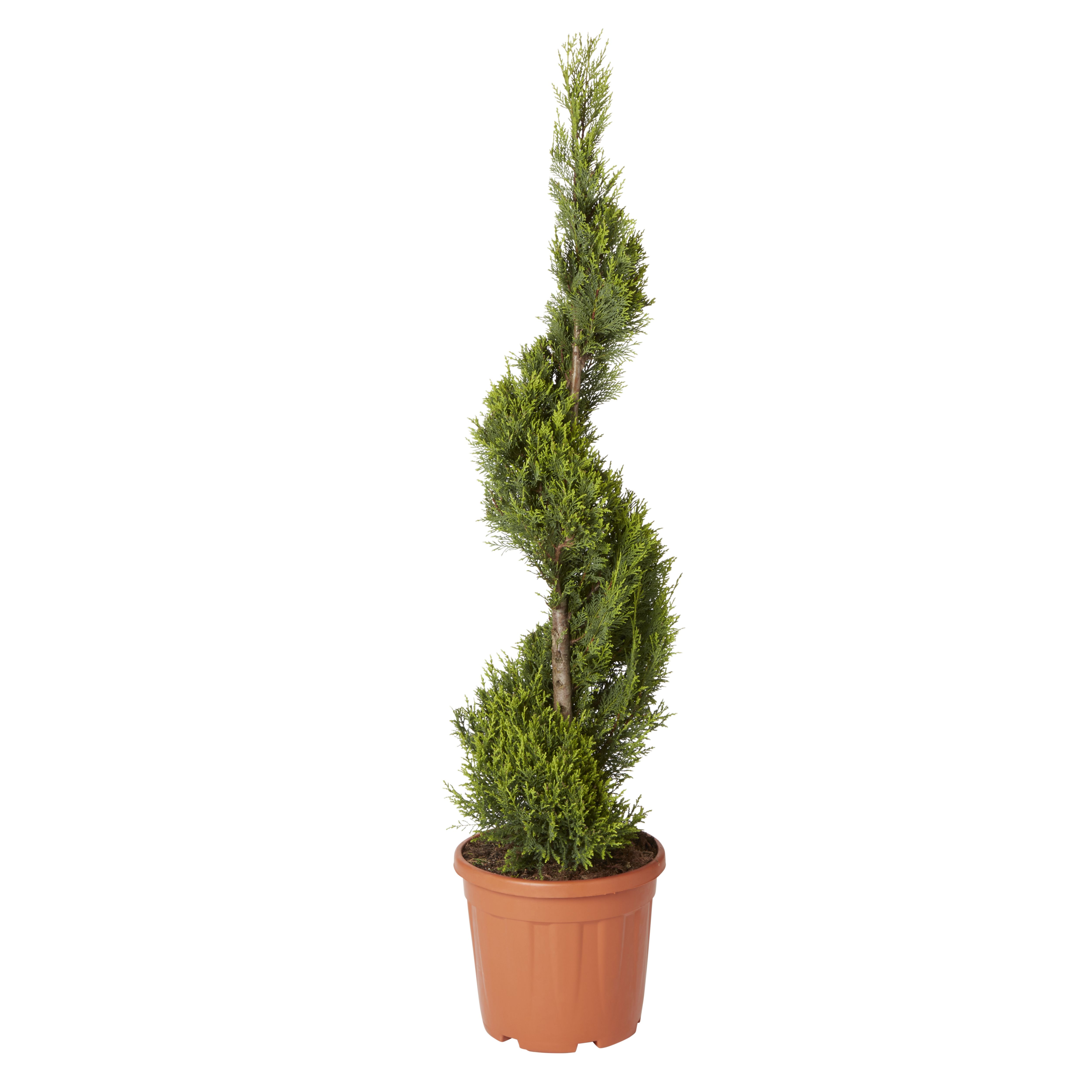 GoodHome Conifer Castlewellan gold