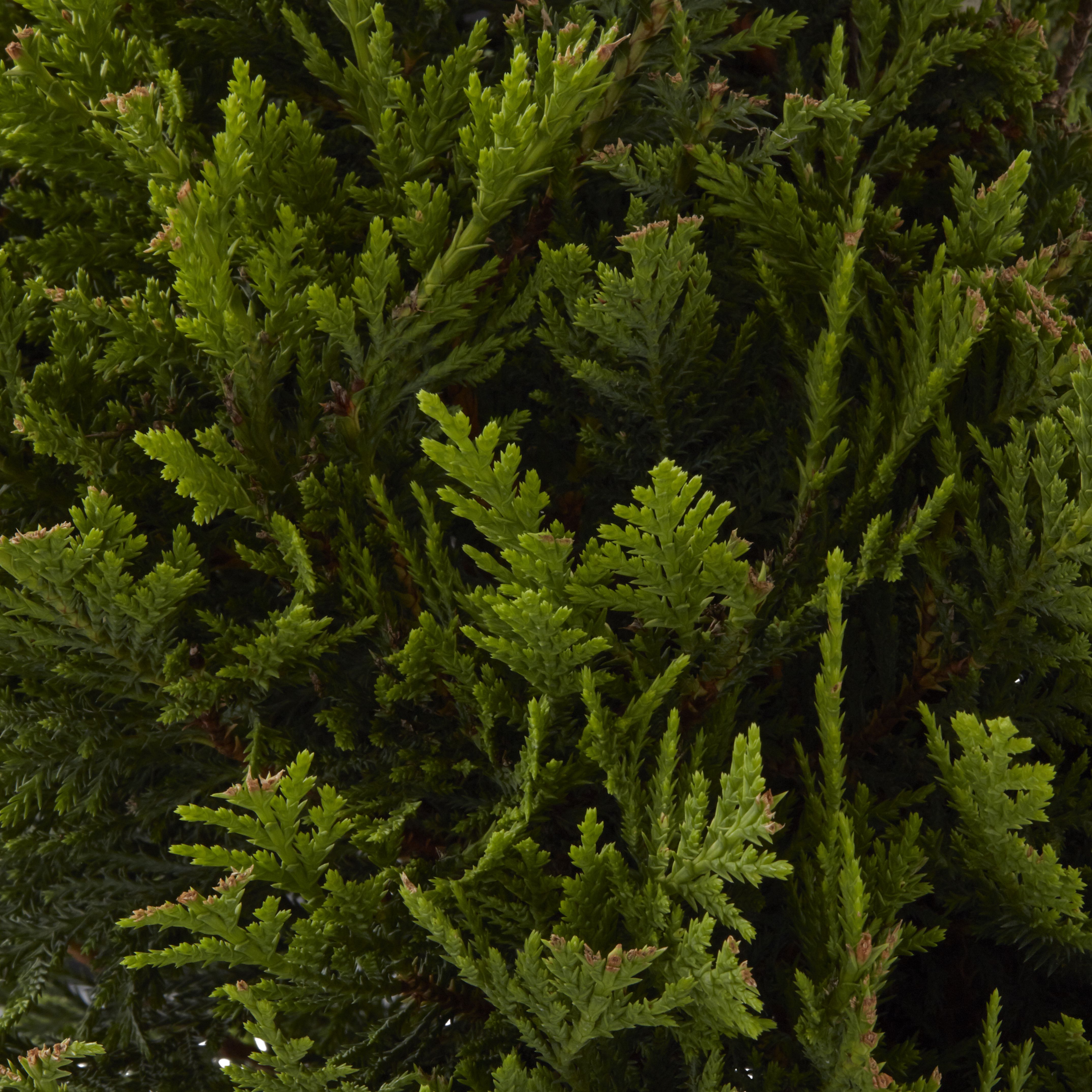 GoodHome Conifer Castlewellan gold