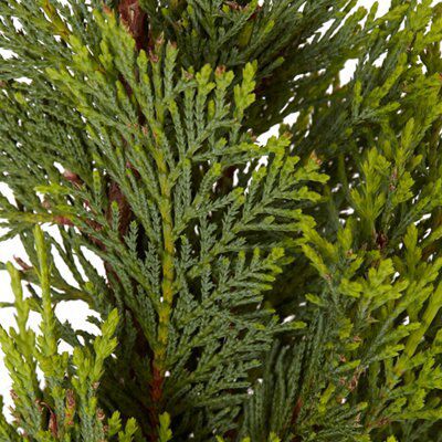 GoodHome Conifer Castlewellan gold