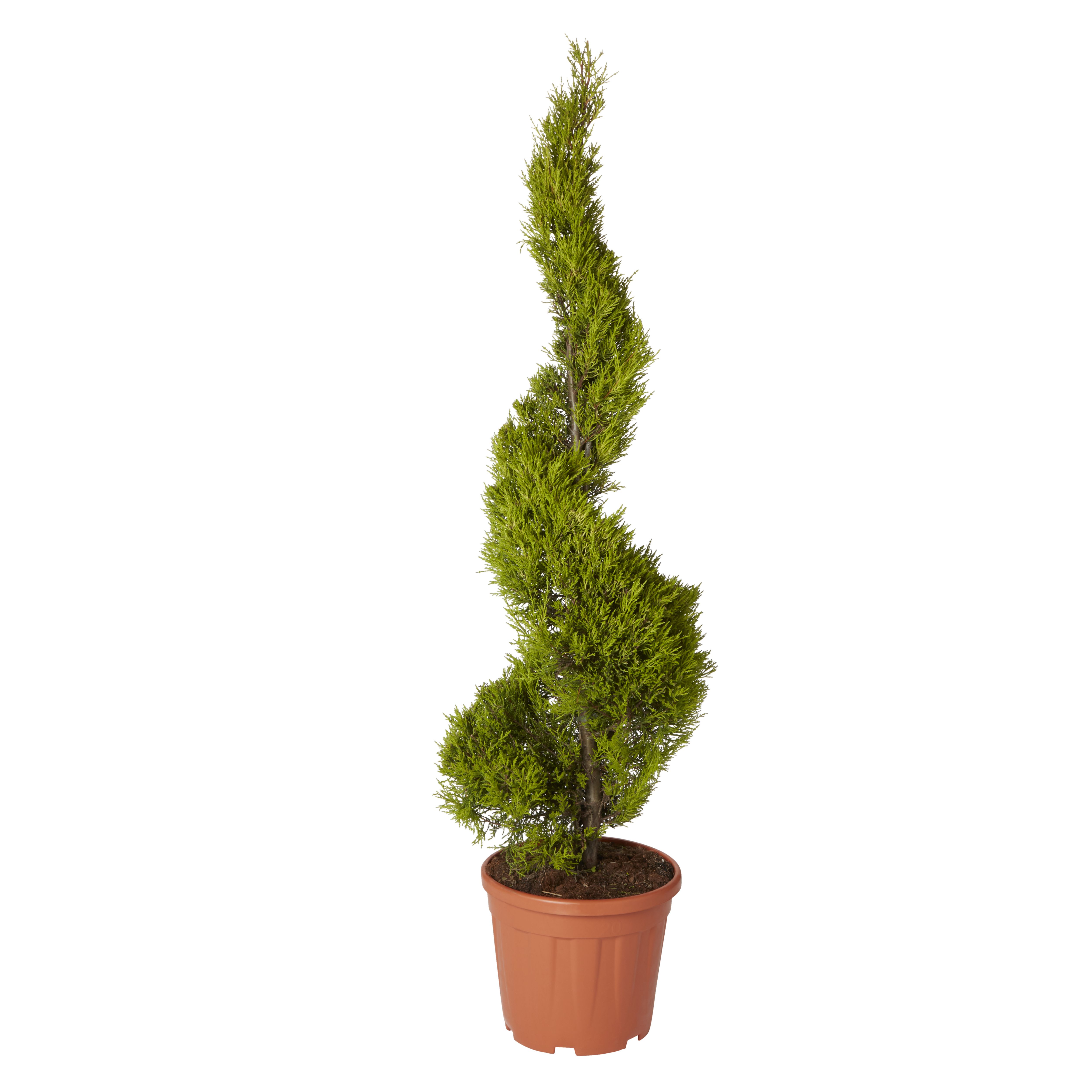 GoodHome Conifer Goldcrest | DIY at B&Q