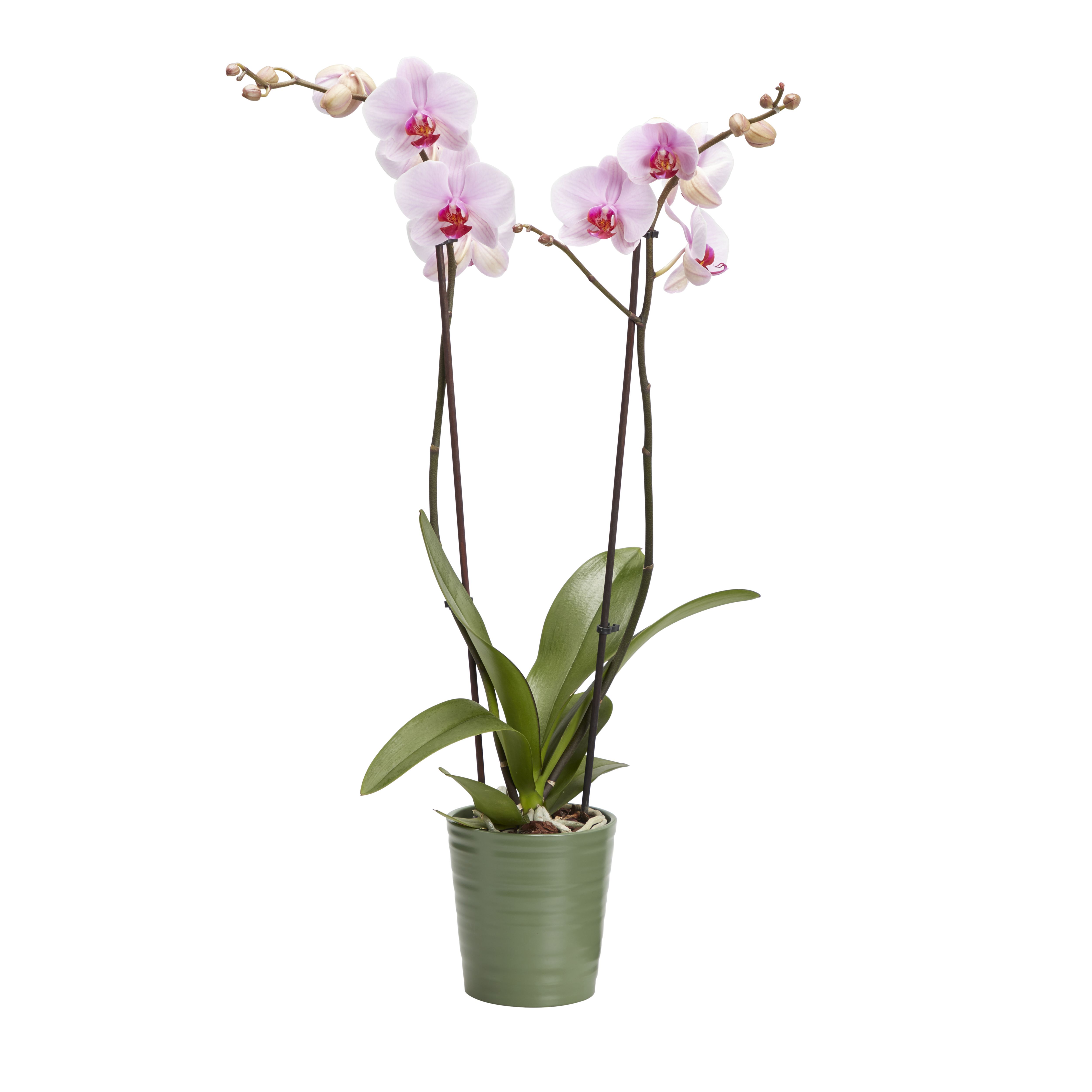 GoodHome Double Stem Moth orchid in Ceramic Decorative pot 12cm