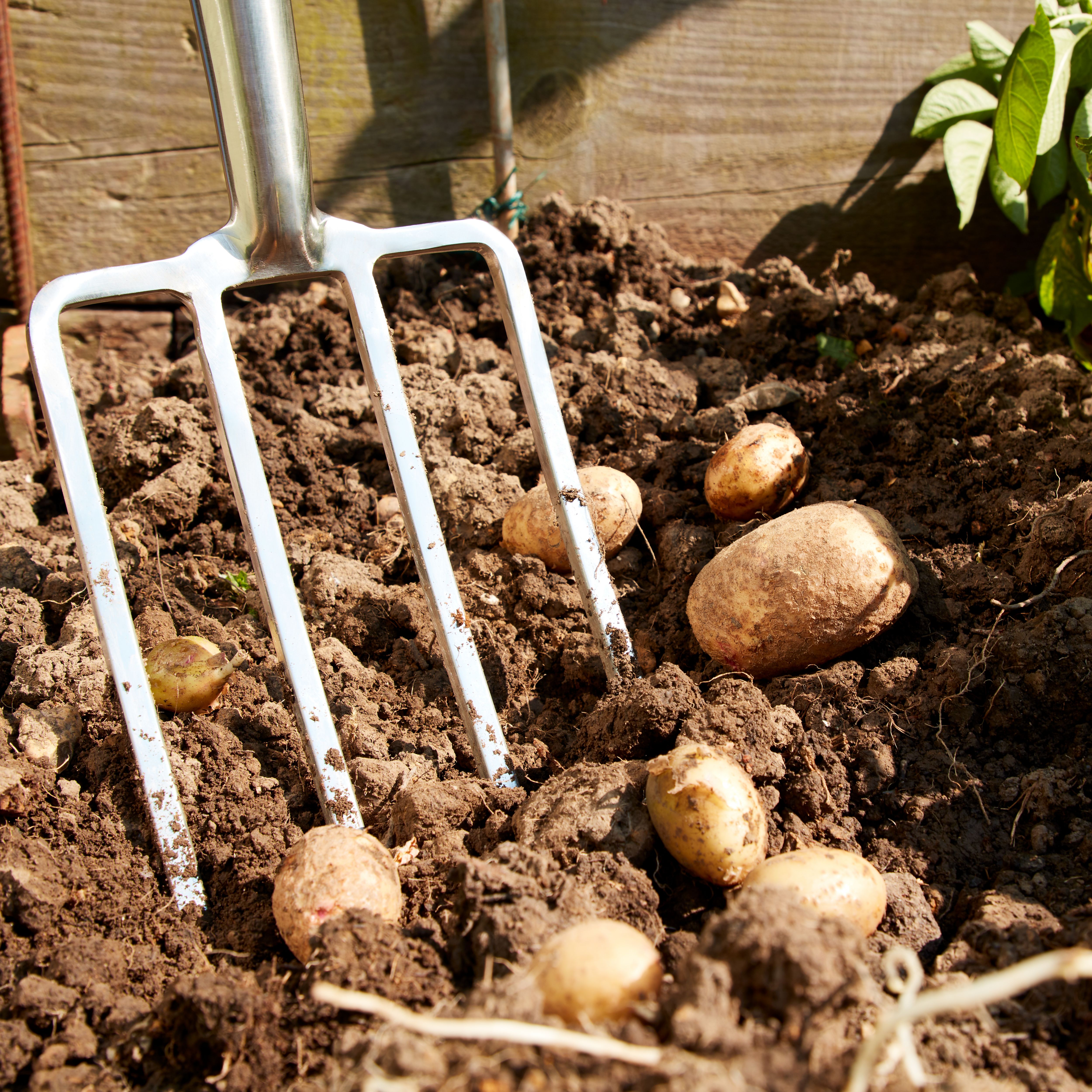 Digging deals fork b&q