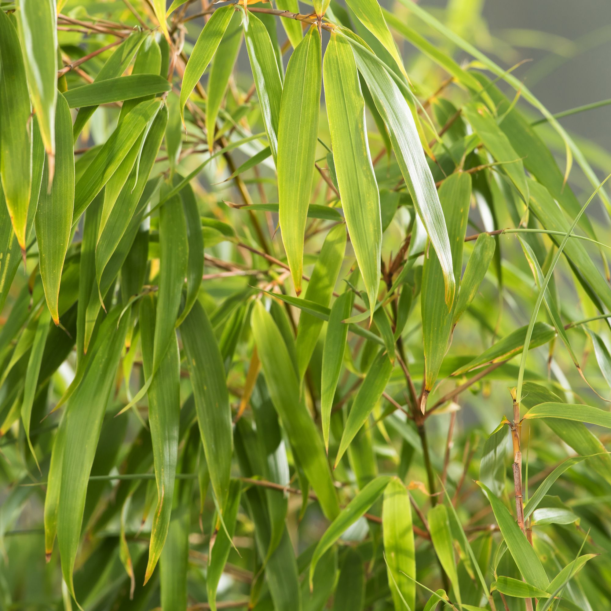 GoodHome Fargesia rufa Shrub Plant