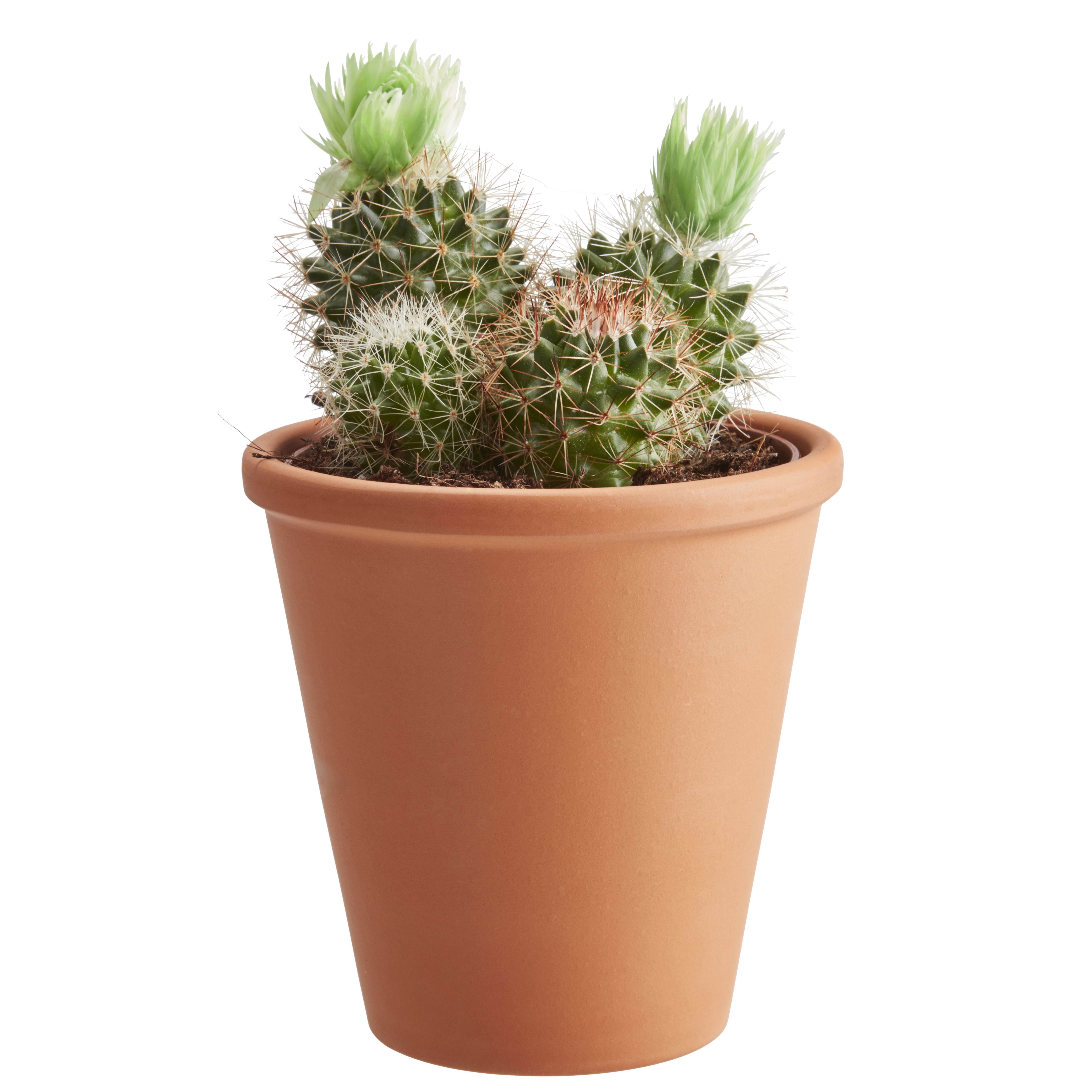 GoodHome Flowering Cactus in Terracotta Pot 9cm