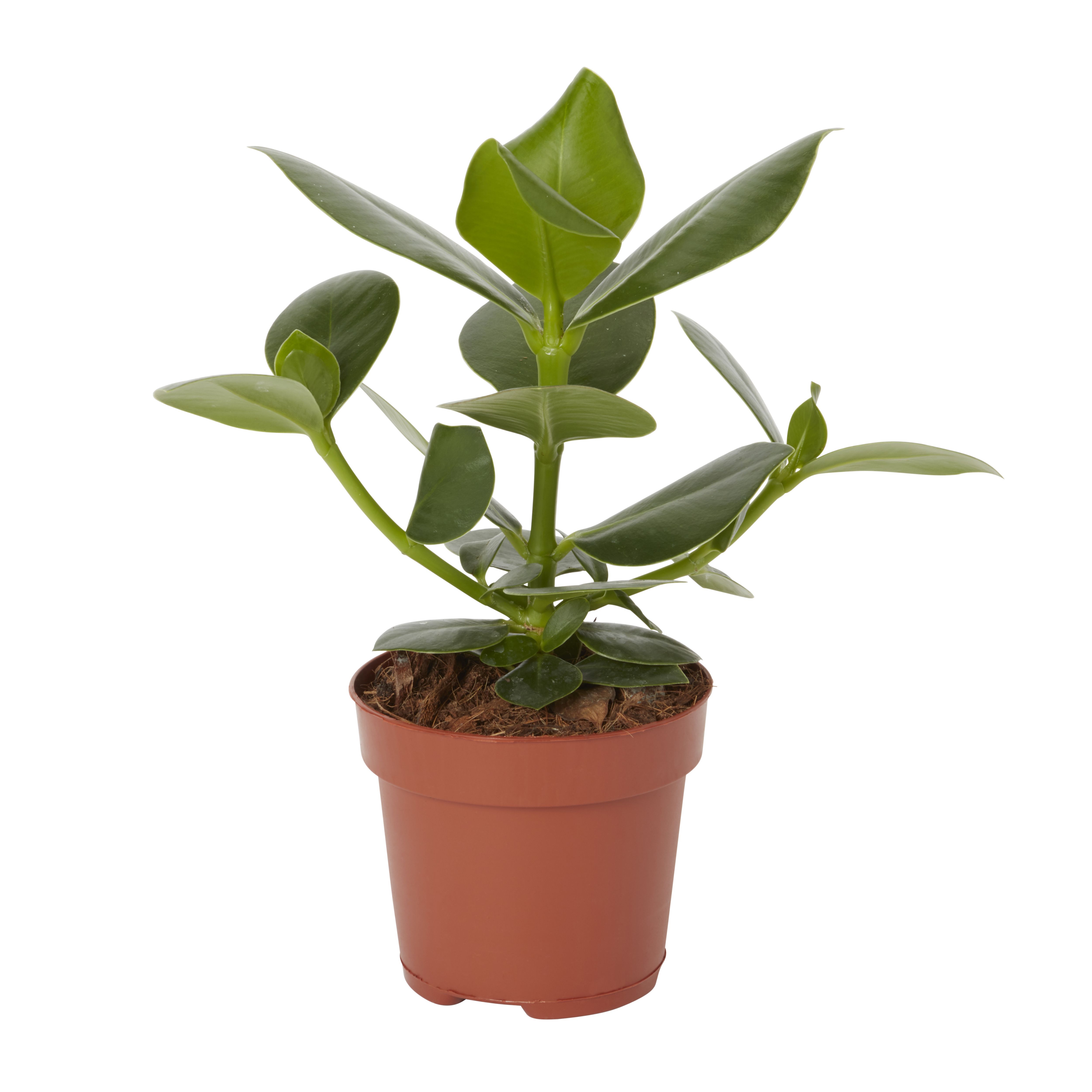 GoodHome Foliage in Plastic Grow pot 12cm