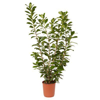 GoodHome Hedge Novita