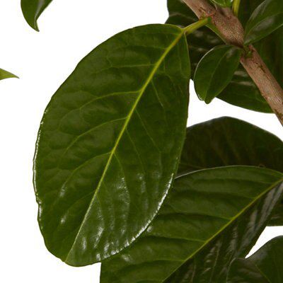 GoodHome Hedge Novita