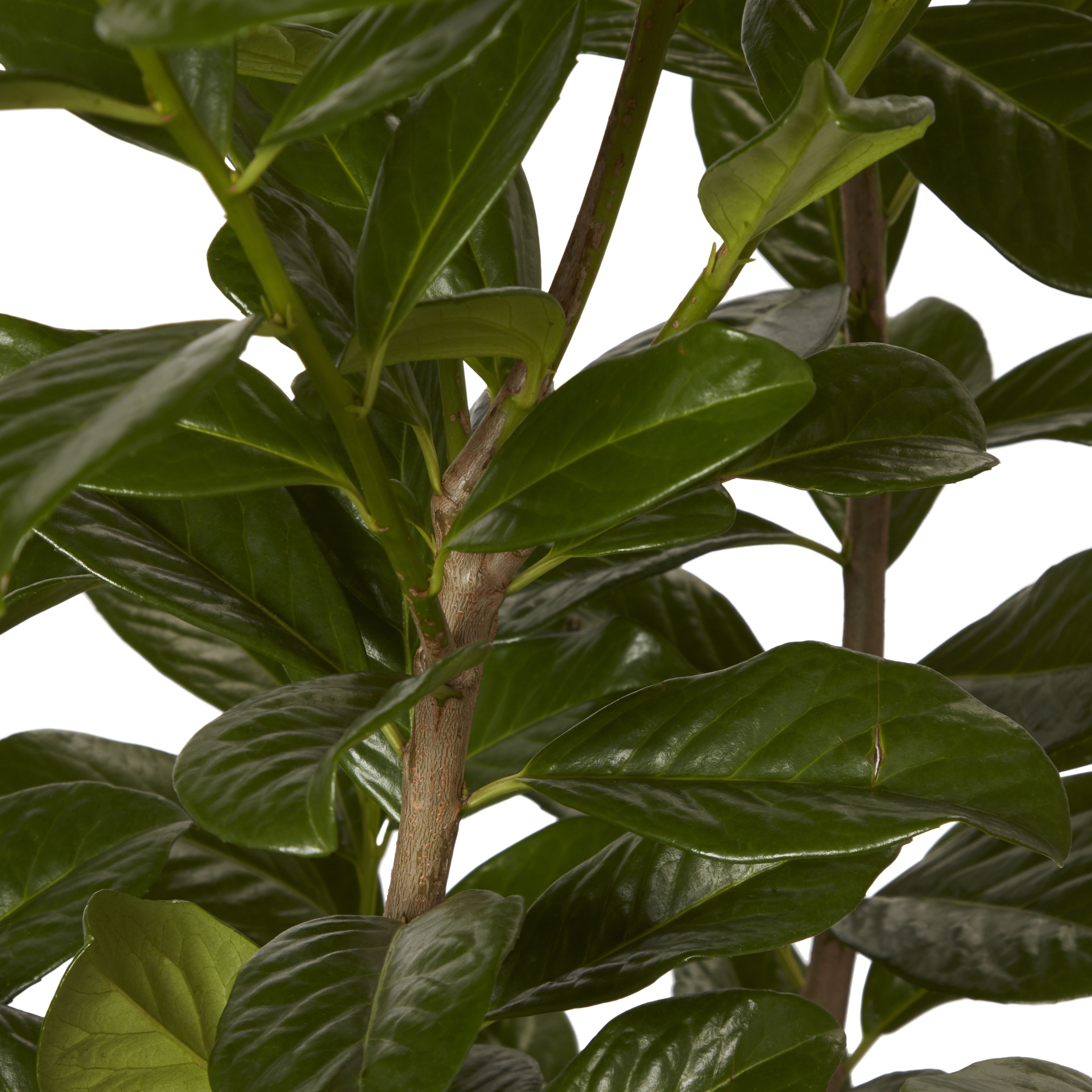 GoodHome Hedge Novita
