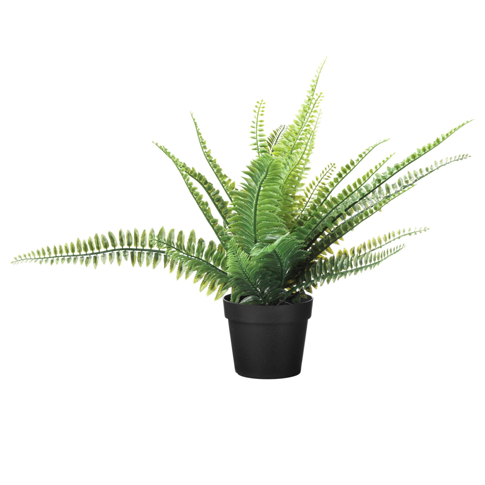 GoodHome Jumbo Perennial